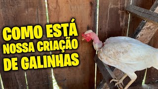 ✅VEJA VOCÊ Como está a nossa criação de galinhas na chácara CIDO E NORMA [upl. by Jaret71]