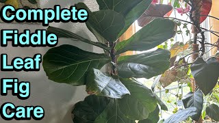 How to grow and care for Fiddle leaf fig [upl. by Enelam]