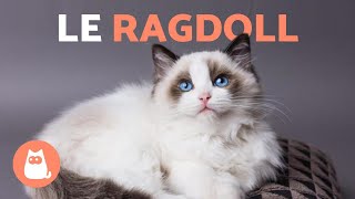 RACE DE CHAT RAGDOLL 🐱 Caractéristiques Soins et Origine [upl. by Giza]