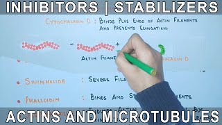 Chemicals that affect the Actin Filaments and Microtubules [upl. by Kent190]