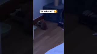 wiwiwi cats cat igmeows catsofinstagram funny cattys trending kitten funnycatvids pets [upl. by Adgam]