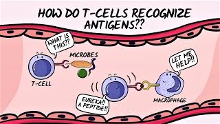 Q amp A How do Tcells recognize antigens [upl. by Aven]