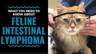 What You Need To Know About Feline Intestinal Lymphoma VLOG 98 [upl. by Aldin]