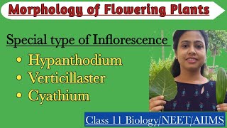 Special Type of InflorescenceHypanthidium Verticillaster CyathiumMorphology of Flowering Plants [upl. by Alane]