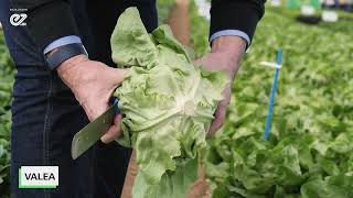 Butterhead lettuce Valea [upl. by Ammann]