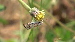 CrimsonSpeckled Flunkey Utetheisa pulchella in Uganda [upl. by Tutankhamen]