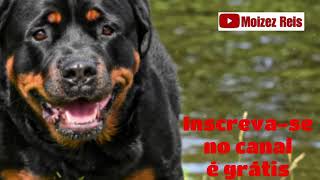 Latido de cachorro Rottweiler Bravo [upl. by Forest789]