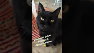 theblackcat cat gattonero pets perte amoigatti catlover sono un gatto timido [upl. by Eibur491]