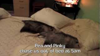 Possum Posse Pinky and Sweet Pea Adults Only [upl. by Merola]