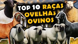 AS 10 PRINCIPAIS RAÇAS DE OVELHAS OU OVINOS NO BRASIL  RAÇAS DE OVINOS USADOS NO BRASIL [upl. by Ailehs]