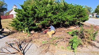 TRANSFORMED Huge JUNIPER Into A BONSAI Tree For Elderly WIDOW [upl. by Haridan]