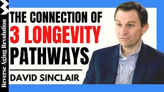 The Connection Of 3 Longevity Pathways  Dr David Sinclair Interview Clips [upl. by Nickerson]