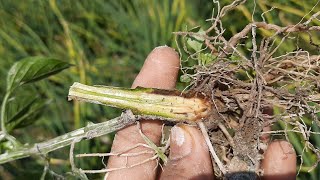 Fusarium Wilt in Capsicum cropmirch me sukh ki bimari [upl. by Wolfson]