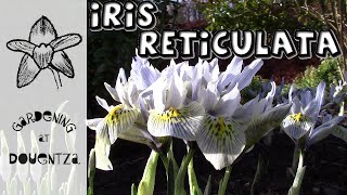 Growing Iris reticulata in the Garden netted irises  Katharine Hodgkin Harmony amp more [upl. by Freda]