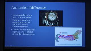 Canine Olfaction 2018 [upl. by Takken]