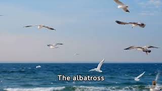 10 Amazing Facts About the Albatross You Should Know Today [upl. by Adamsun]