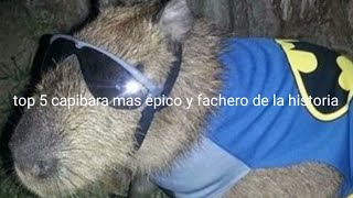 TOP 5 CAPIBARAS MAS EPICOS y FACHEROS de la HISTORIA [upl. by Hsur367]