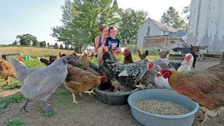 What it’s like to live with 85 chickens [upl. by Atcele425]