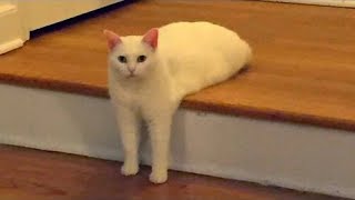 Super Weird Cats Compilation [upl. by Brott]