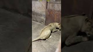 When a live pig was put into the lions cage everyone was shocked to see this shortvideo [upl. by Roper]