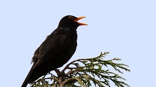 Song and calls of the Blackbird [upl. by Larret183]