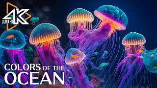 The Ocean 4K  Captivating Moments with Jellyfish and Fish in the Ocean  Relaxation Video 2 [upl. by Ardnasela]