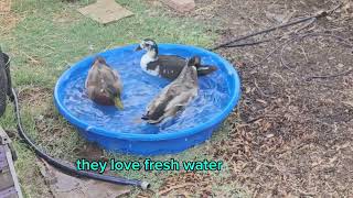 Rouen Ducks Magpie Ducks playing in pool of fresh water 116⁰ today in Chandler AZ 71124 [upl. by Tlok]