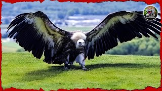 Worlds Largest Bird of Flight The Andean Condor  Wild biosphere [upl. by Oirramaj239]