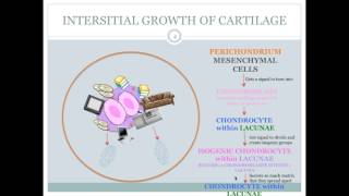 Ch 6 Interstital Growth VS Appositional Growth [upl. by Coward]