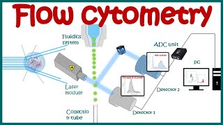 Flow cytometry  basic principles  What the use of flow cytometry   Cell sorting by FACS [upl. by Elahcar]