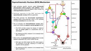 LightDark Mechanism of the Suprachiasmatic Nucleus [upl. by Hluchy]