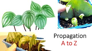 How To Propagate Watermelon Peperomia full Guide Watermelon Peperomia in Soil from Leaf Cuttings [upl. by Akimik]