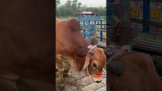 🐄😞Cow unloading from boat and Truck😞🐄ep 55 saifulbdvlogs agro short video cow bull cowlover [upl. by Llien]