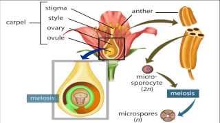 angiosperm life cycle [upl. by Barger]