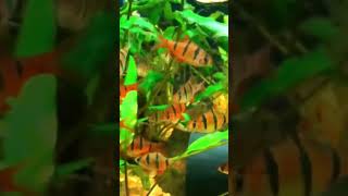 p23 pentazona barbo fish aquarium aquariumfish documentary tiktok shorts [upl. by Namolos]