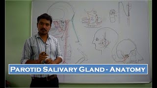 Parotid Salivary Gland  Anatomy  Simplified [upl. by Elreath689]