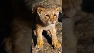 Charo taraf hai mere hi charche attitude cub lion [upl. by Egwan501]