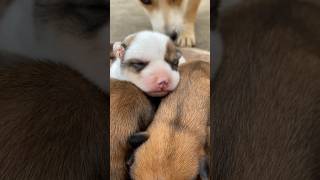 Cute puppy  baby dog sounds  pet sounds  puppies puppy cutedogs [upl. by Ihdin]