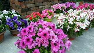 Petunia a great winter flower  how to grow and care with English subtitles [upl. by Arem527]