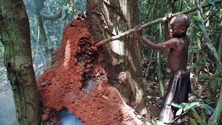 Baka Pygmies  Termite gathering and cooking [upl. by Charlean]