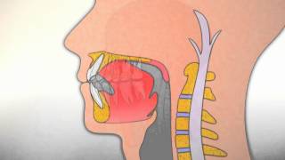 Corrección de la posición de la lengua durante la deglución [upl. by Eri]