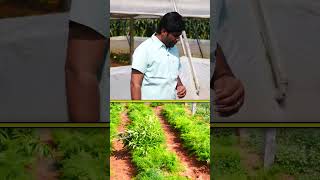 గడ్డితో ఆదాయం పొందుతున్న రైతు farming flowers floriculture [upl. by Largent]