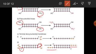 DNA Manipulative Enzyme [upl. by Lolly]