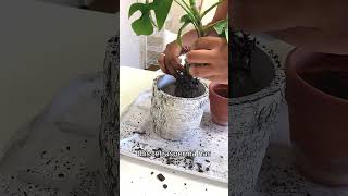 How To Repot Your Houseplant [upl. by Harat]