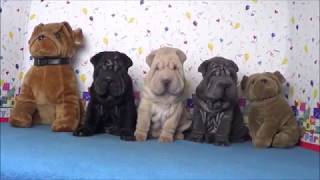 Shar Peis puppys azulnegrocrema ártico vs toys Shar Pei [upl. by Chinua]