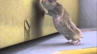 How do mice enter buildings  Rentokil [upl. by Ashwell]