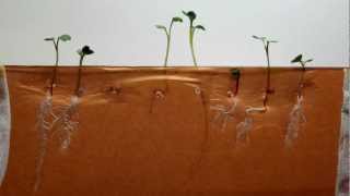 Time Lapse of Radish Seeds  Dark Brown Background [upl. by Gareri]