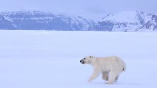 Animals in the Wild  Polar Bear Running [upl. by Ahsinrats]