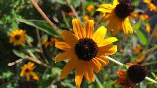 Plant Profile BlackEyed Susan  Rudbeckia fulgida Goldstrum [upl. by Nosittam]