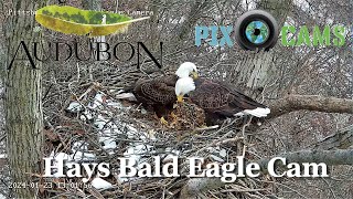 Pittsburgh Hays Bald Eagle Camera Live Cam [upl. by Bianchi]